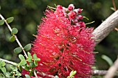 NATIVE WESTERN AUSTRALIAN MELALEUCA ELLIPTICA