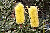 NATIVE WESTERN AUSTRALIAN BANKSIA ATTENUATA