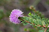 NATIVE WESTERN AUSTRALIAN MELALEUCA NESOPHILA FLOWER BALL