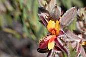 NATIVE WESTERN AUSTRALIAN JACKSONIA FLORABUNDA