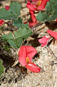 WESTERN AUSTRALIAS NATIVE KENNEDIA PROSTRATA GROUND COVER IN FLOWER. KNOWN LOCALLY AS THE RUNNING POSTMAN