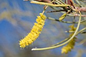 NATIVE WESTERN AUSTRALIAN ACACIA ACUMINATA FLOWER RACEME