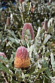 NATIVE WESTERN AUSTRALIAN BANKSIA MENZIESII FLOWER CONE DISPLAYING PARTIAL ANTHESIS