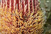 NATIVE WESTERN AUSTRALIAN BANKSIA MENZIESII FLOWER CONE