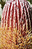 NATIVE WESTERN AUSTRALIAN BANKSIA MENZIESII FLOWER CONE