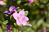 NATIVE AUSTRALIAN BORONIA FLOWER