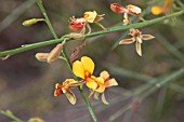 NATIVE WESTERN AUSTRALIAN JACKSONIA STERNBERGIANA