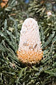 NATIVE WESTERN AUSTRALIAN BANKSIA PRIONOTES