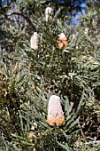 NATIVE WESTERN AUSTRALIAN BANKSIA PRIONOTES