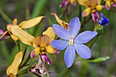 WESTERN AUSTRALIAN ORTHROSANTHUS LAXUS (BLUE) WILDFLOWER GROWING AMONGST DIURIS GENERA ORCHIDS IN THE WESTERN AUSTRALIAN BUSH DURING SPRING