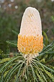 NATIVE WESTERN AUSTRALIAN BANKSIA PRIONOTES