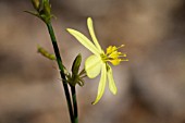 NATIVE WESTERN AUSTRALIAN TRICORYNE ELATIOR