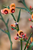 NATIVE WESTERN AUSTRALIAN DAVIESIA ANGULATA