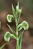 NATIVE WESTERN AUSTRALIAN PTEROSTYLIS VITTATA ORCHID