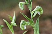 NATIVE WESTERN AUSTRALIAN PTEROSTYLIS VITTATA ORCHID