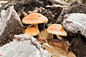 BASIDIOMYCOTA FUNGI AMONGST BANKSIA LITTER IN THE AUSTRALIAN BUSH