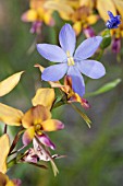 WESTERN AUSTRALIAN ORTHROSANTHUS LAXUS FLOWER (BLUE) GROWING AMONGST DIURIS GENERA ORCHIDS