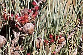 FEMALE FLOWERS AND SEED CAPSULES ON A FEMALE NATIVE WESTERN AUSTRALIAN ALLOCASUARINA HUMILIS BUSH