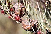 FEMALE FLOWERS AND SEED CAPSULES ON A FEMALE NATIVE WESTERN AUSTRALIAN ALLOCASUARINA HUMILIS BUSH