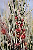 FEMALE FLOWERS AND SEED CAPSULES ON A FEMALE ALLOCASUARINA HUMILIS SHRUB