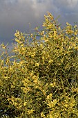 AUSTRALIAN ACACIA ITEAPHYLLA