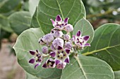 CALOTROPIS PROCERA IN FLOWER