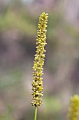 LOMANDRA PREISSII