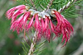 WESTERN AUSTRALIAN CALOTHAMNUS GENERA WILDFLOWER