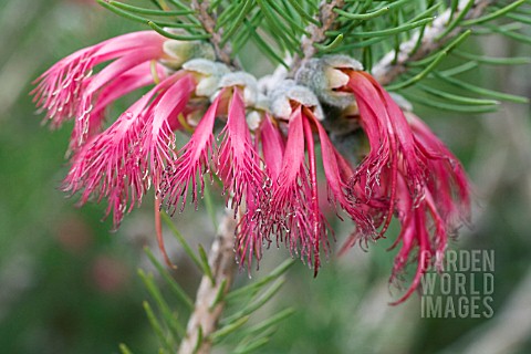 WESTERN_AUSTRALIAN_CALOTHAMNUS_GENERA_WILDFLOWER