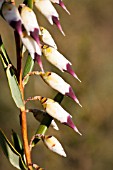 NATIVE WESTERN AUSTRALIAN CONOSTEPHIUM PENDULUM