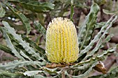 NATIVE WESTERN AUSTRALIAN BANKSIA MENZIESII FLOWER CONE