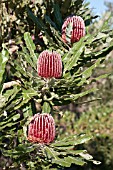 NATIVE WESTERN AUSTRALIAN BANKSIA MENZIESII