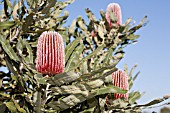 NATIVE WESTERN AUSTRALIAN BANKSIA MENZIESII