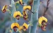 DAVIESIA EUPHORBIOIDES, NATIVE TO A SELECT REGION OF WESTERN AUSTRALIA AND LISTED AS THREATENED FLORA