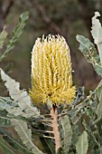 BANKSIA MENZIESII