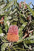 BANKSIA MENZIESII