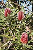 BANKSIA MENZIESII