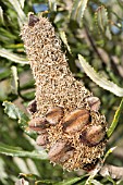 BANKSIA ATTENUATA SEED CONE WITH FOLLICLES CONTAINING SEEDS