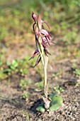 AUSTRALIAN PYRORCHIS NIGRICANS (RED BEAK) ORCHID