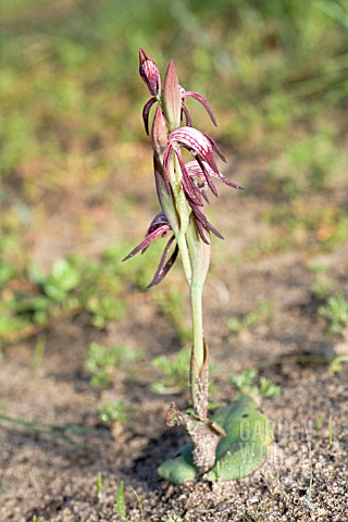 AUSTRALIAN_PYRORCHIS_NIGRICANS_RED_BEAK_ORCHID