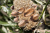 BANKSIA ATTENUATA SEED CONE WITH FOLLICLES CONTAINING SEEDS