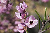 GUICHENOTIA GENUS FLOWER