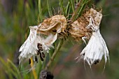 GOMPHOCARPUS FRUTICOSUS SHEDDING ITS SEED