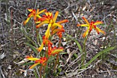 ANIGOZANTHOS HUMILIS, OR CATS PAW IN FLOWER