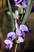 NATIVE WESTERN AUSTRALIAN HOVEA TRISPERMA IN FLOWER