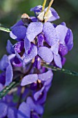 NATIVE WESTERN AUSTRALIAN HOVEA TRISPERMA FLOWERS COVERED IN DEW