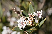 LEUCOPOGON PARVIFLORUS