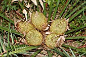 LARGE SEED PODS OF THE NATIVE WESTERN AUSTRALIAN CYCAD, MACROZAMIA RIEDLEI