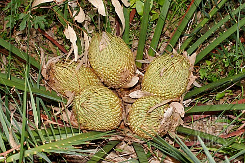 LARGE_SEED_PODS_OF_THE_NATIVE_WESTERN_AUSTRALIAN_CYCAD_MACROZAMIA_RIEDLEI
