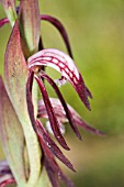 LABELLUM DETAIL ON AUSTRALIAN PYRORCHIS NIGRICANS WILD ORCHID